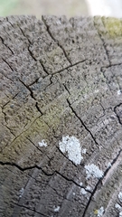 Thelocarpon laureri