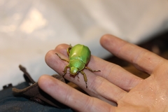 Chrysina