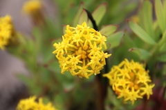 Gnidia chrysantha