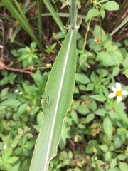 Conocephalus gigantius