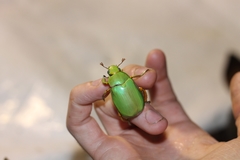 Chrysina