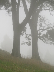 Quercus humboldtii