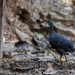 Black Tinamou - Photo (c) Blair Dudeck, some rights reserved (CC BY), uploaded by Blair Dudeck