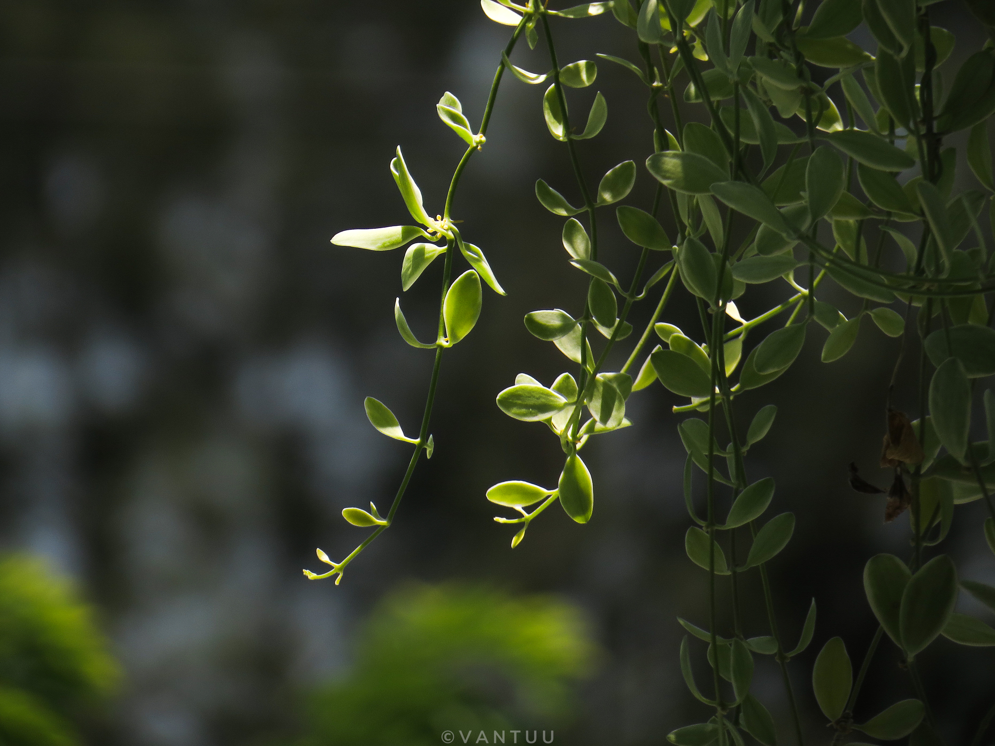 Dischidia formosana (Dischidia formosana)