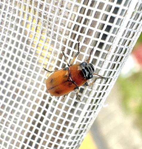 Coptocephala pallens