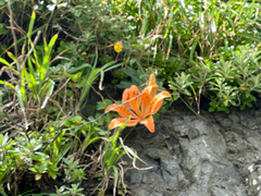 Lilium maculatum