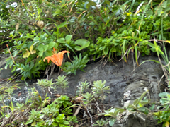 Lilium maculatum, photograph (c) Yoshihiro Tokue, some rights reserved (CC BY)