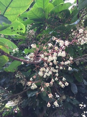 Sterculia monosperma