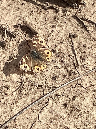 Meadow Argus