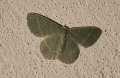 Chlorissa cloraria