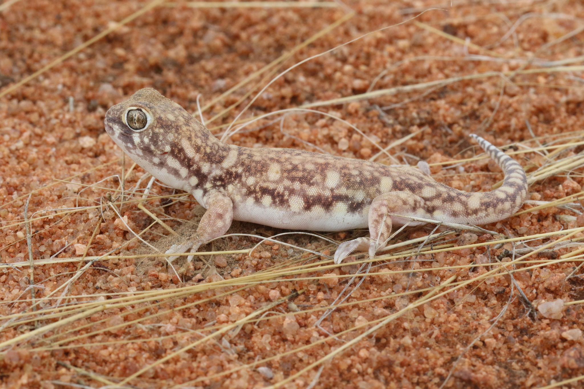 Southern barking gecko, Ptenopus australis