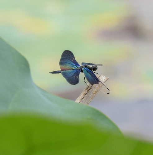 Butterfly Flutterer