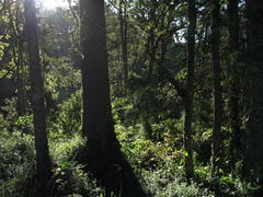 Quercus humboldtii