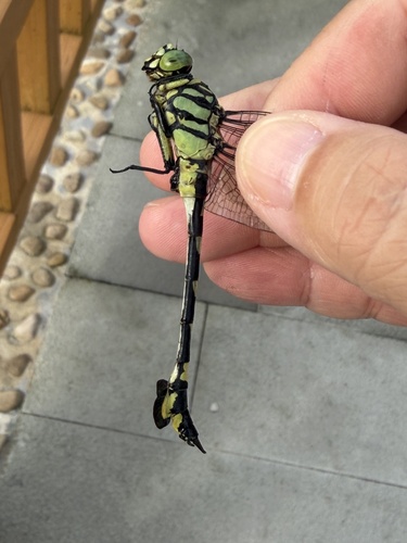 Golden Flangetail