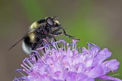Volucella bombylans