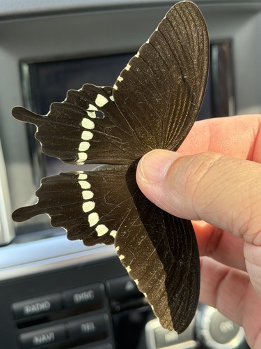 Common Mormon Swallowtail