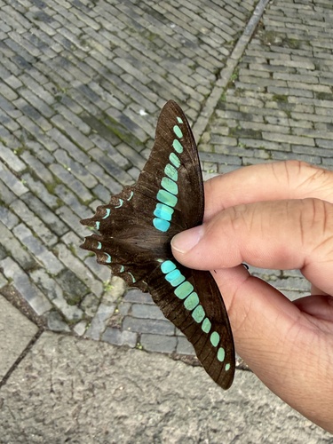 Common Bluebottle