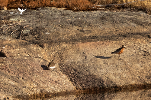 iNaturalist image