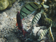 Parupeneus insularis