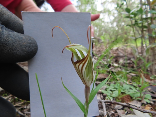 large striped greenhood