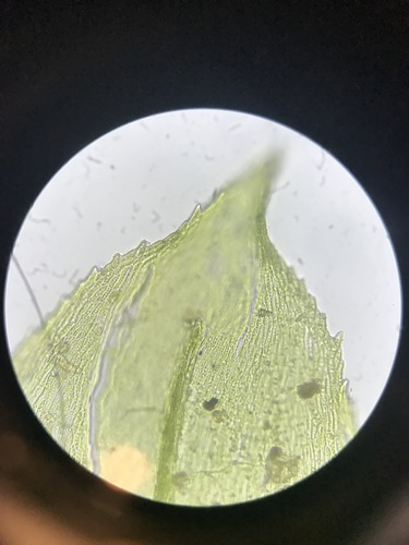 Gaubtoji aštriasnapė nuotrauka