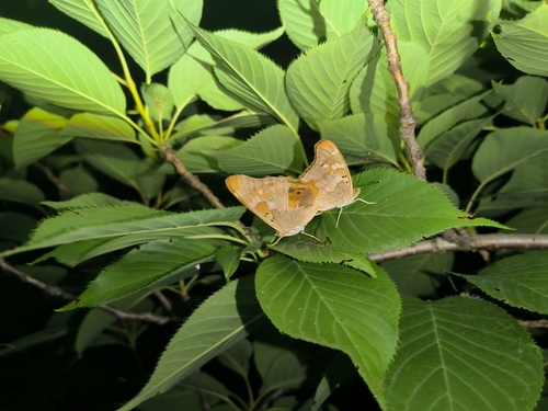 Lesser Purple Emperor
