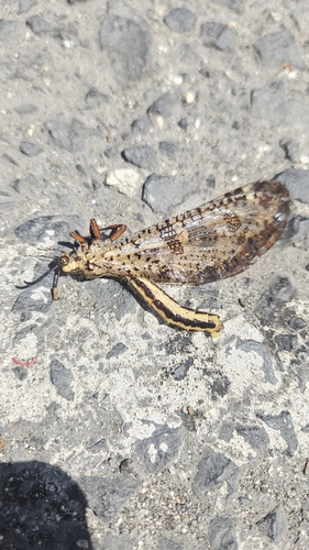 Grand Antlion