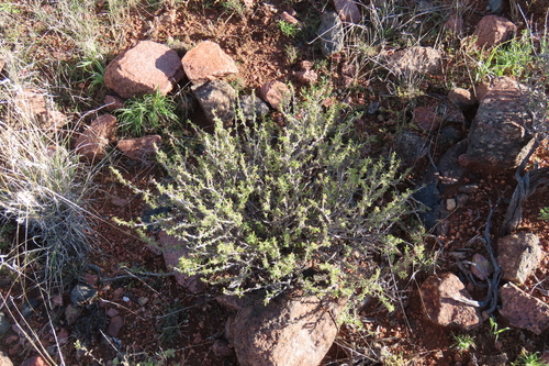 Aizoon schellenbergii (Aizoon schellenbergii)