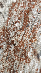 Rufoplaca arenaria