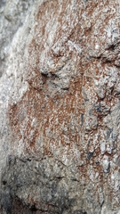 Rufoplaca arenaria