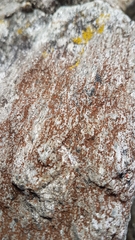Rufoplaca arenaria