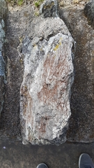 Rufoplaca arenaria