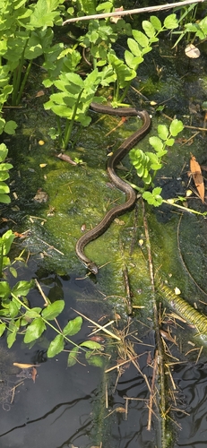 grass snake