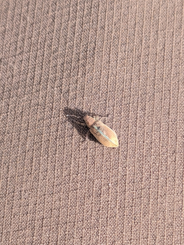Pachyrhinus elegans, 2026-07-18