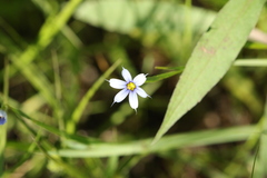 Sisyrinchium mucronatum
