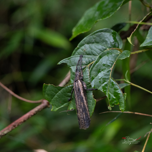 Tegra novaehollandiae