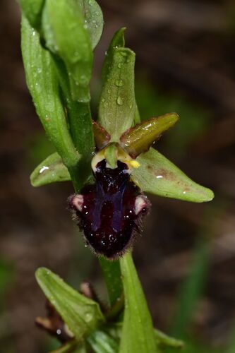 Ophrys sphegodes
