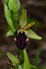 Ophrys sphegodes