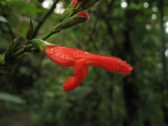 Salvia rufula