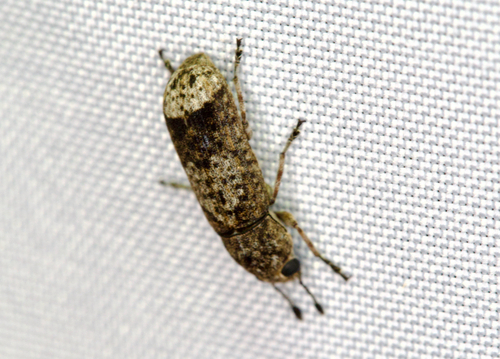 Japanese Fungus Weevil
