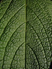 Lippia hirsuta