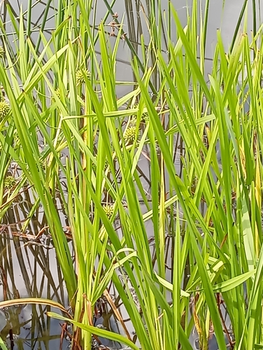 Наблюдение на iNaturalist