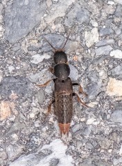 Platydracus mysticus
