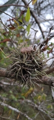 Tillandsia funebris