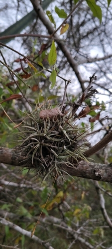 Tillandsia funebris, photograph 2