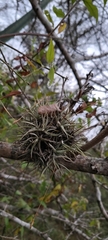 (c) Pablo H Capovilla, some rights reserved (CC BY) Tillandsia funebris, photograph (c) Pablo H Capovilla, some rights reserved (CC BY)
