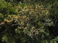 Ocotea caesariata