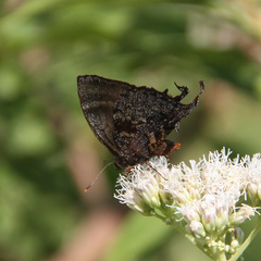 Denivia deniva