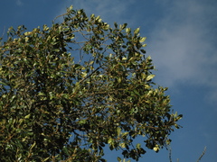 Aegiphila bogotensis