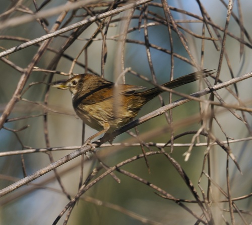 Megalurus timoriensis observed 2026-07-22